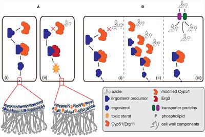 Trans-kingdom fungal pathogens infecting both plants and humans, and the problem of azole fungicide resistance